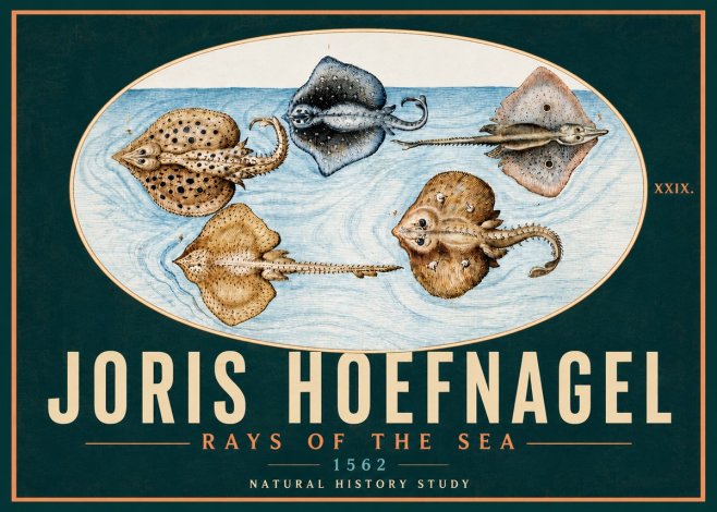 Joris Hoefnagel Rays of the Sea No5 - Affiche