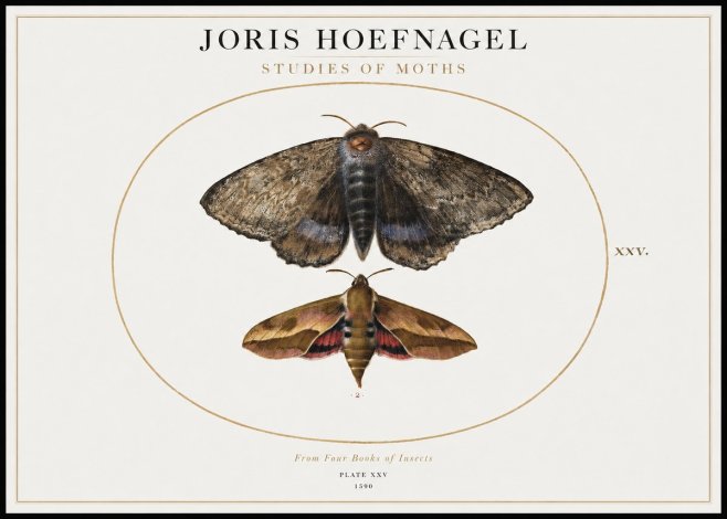 Joris Hoefnagel Studies of Moths I No1 - Affiche