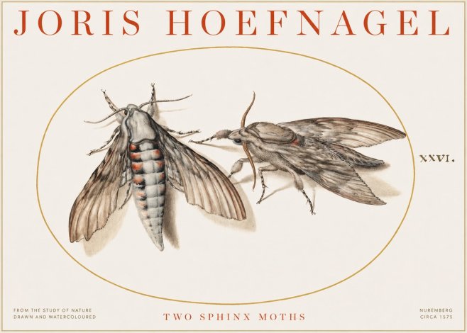 Joris Hoefnagel Two Sphinx Moths No1 - Affiche