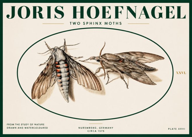 Joris Hoefnagel Two Sphinx Moths No2 - Affiche