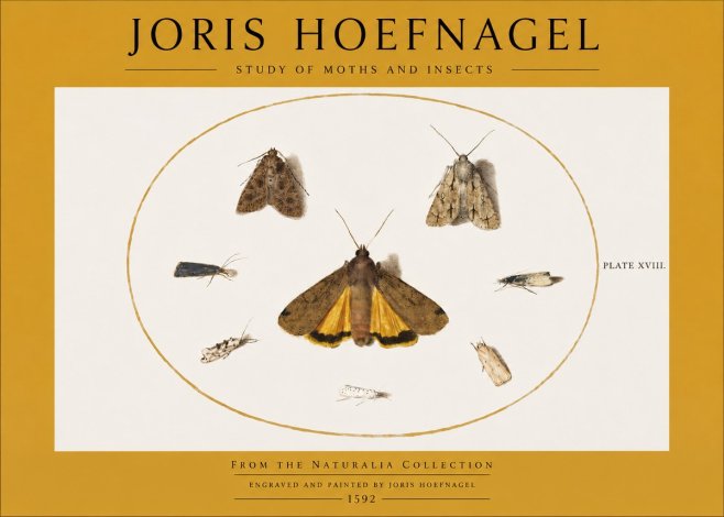 Joris Hoefnagel Study of Moths and Insects No2 - Affiche