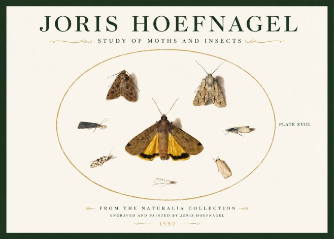 Joris Hoefnagel Study of Moths and Insects No3 - Affiche
