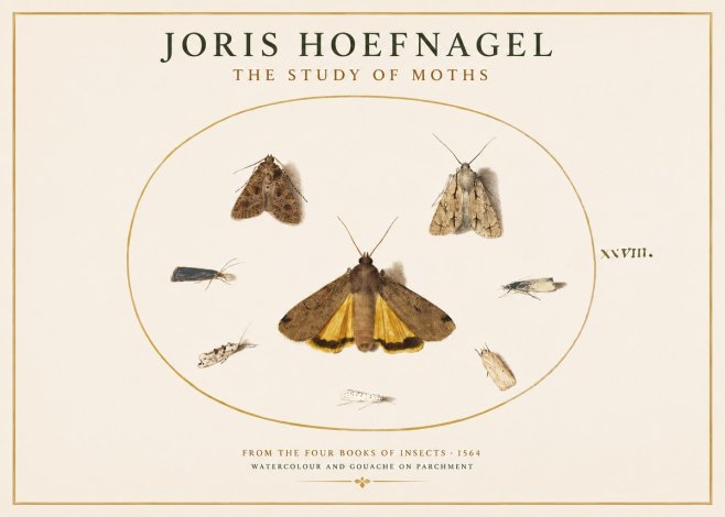Joris Hoefnagel Study of Moths and Insects No4 - Affiche