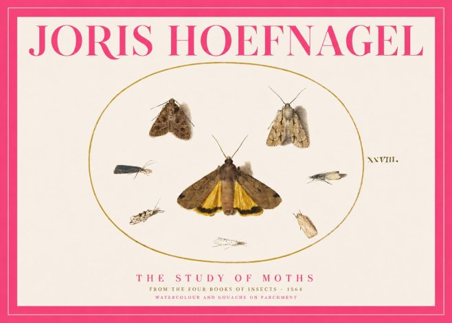 Joris Hoefnagel Study of Moths and Insects No5 - Affiche