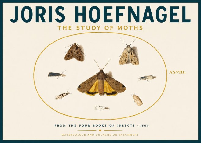 Joris Hoefnagel Study of Moths and Insects No6 - Affiche