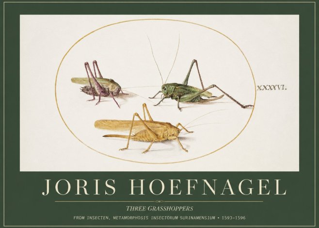 Joris Hoefnagel Grasshoppers Study No5 - Affiche
