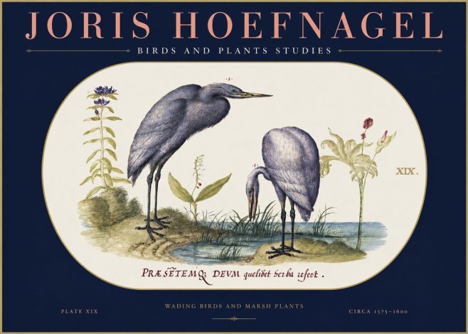 Joris Hoefnagel Wading Birds and Marsh Plants No2 - Affiche