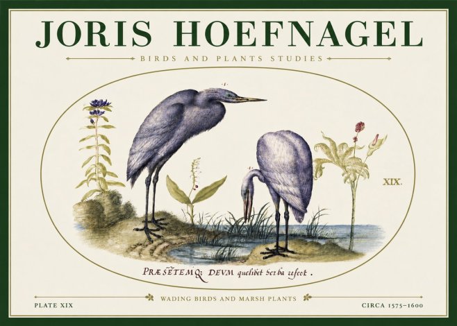 Joris Hoefnagel Wading Birds and Marsh Plants No3 - Affiche