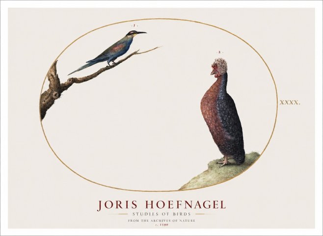 Joris Hoefnagel Studies of Birds I No1 - Affiche