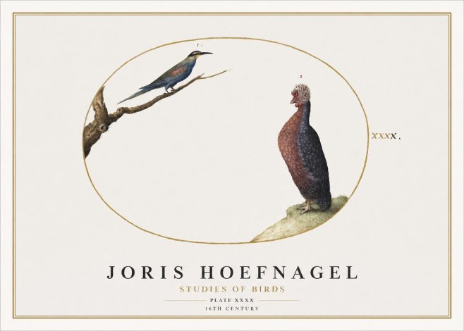 Joris Hoefnagel Studies of Birds I No2 - Affiche