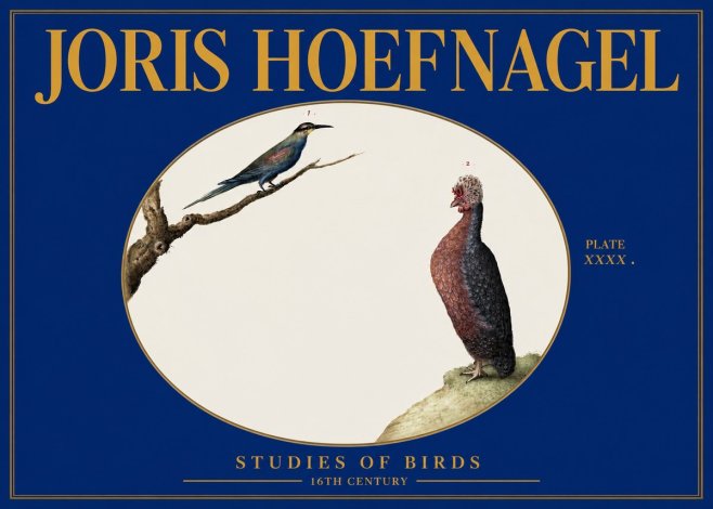 Joris Hoefnagel Studies of Birds I No3 - Affiche