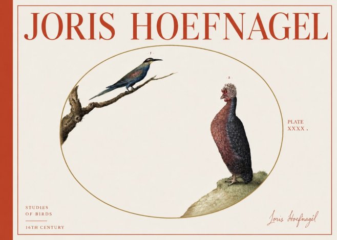 Joris Hoefnagel Studies of Birds I No4 - Affiche