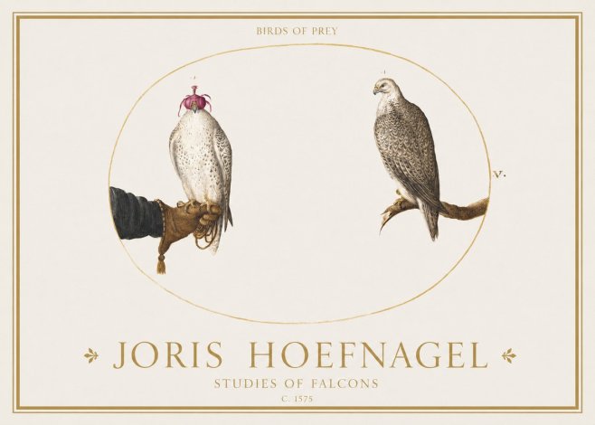 Joris Hoefnagel Studies of Falcons No1 - Affiche