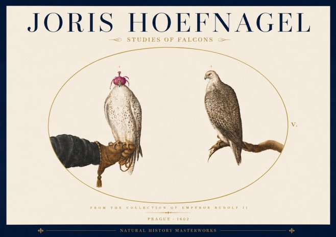Joris Hoefnagel Studies of Falcons No5 - Affiche