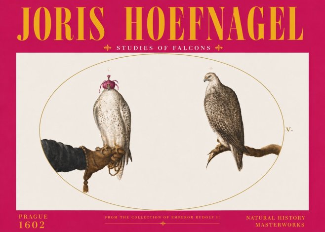 Joris Hoefnagel Studies of Falcons No6 - Affiche