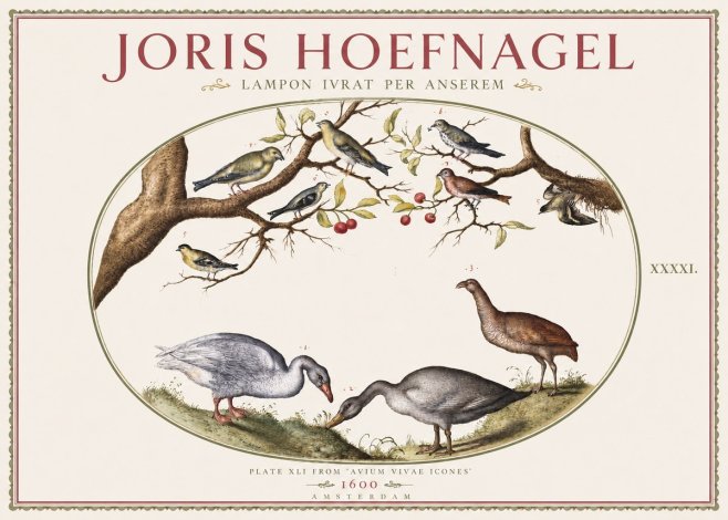 Joris Hoefnagel Lampon Ivrat per Anserem No3 - Affiche