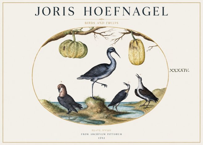 Joris Hoefnagel Birds and Fruits No1 - Affiche