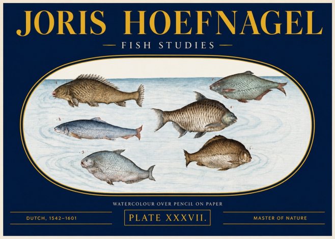 Joris Hoefnagel Six Freshwater Fish No4 - Affiche