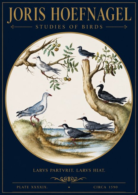 Joris Hoefnagel Studies of Birds II No4 - Affiche