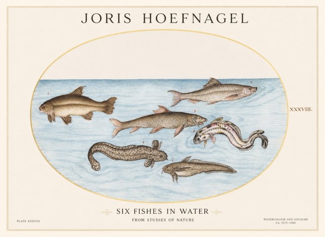 Joris Hoefnagel Six Fishes in Water II No1 - Affiche
