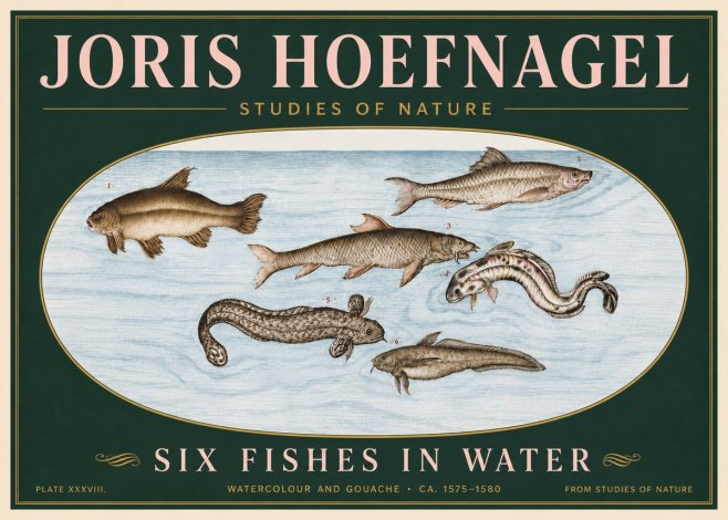 Joris Hoefnagel Six Fishes in Water II No6 - Affiche