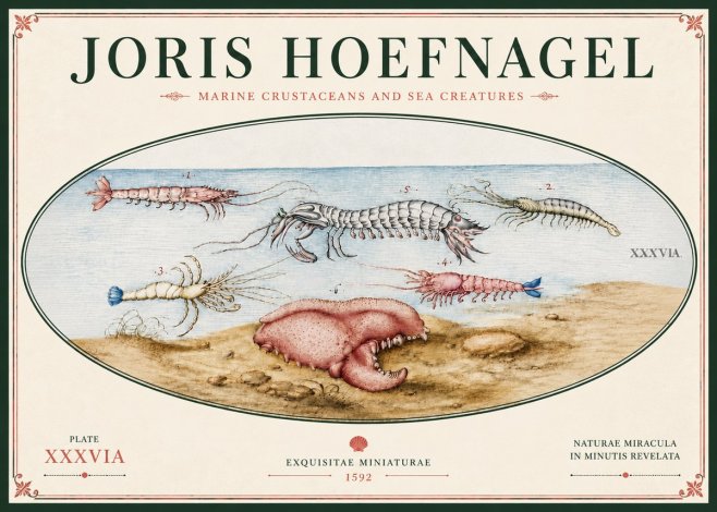 Joris Hoefnagel Marine Crustaceans and Sea Creature No6 - Affiche