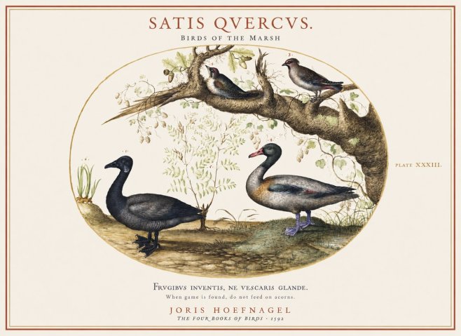 Joris Hoefnagel Satis Quercus. Birds of the Marsh No1 - Affiche