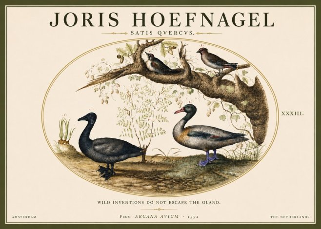 Joris Hoefnagel Satis Quercus. Birds of the Marsh No5 - Affiche