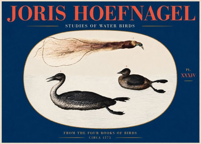 Joris Hoefnagel Studies of Water Birds No2 - Affiche