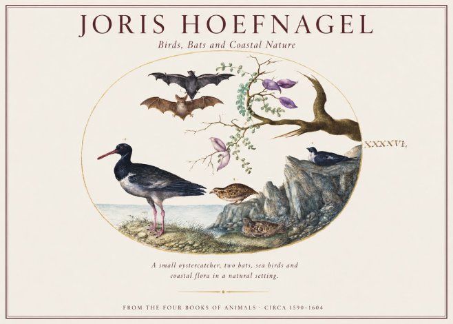 Joris Hoefnagel Birds, Bats and Coastal Nature No1 - Affiche