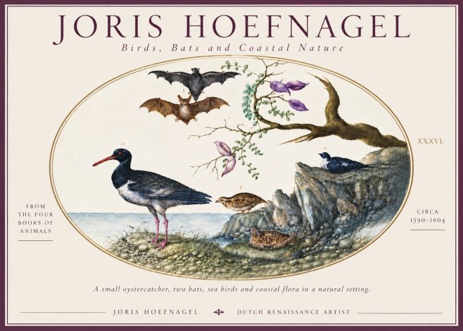 Joris Hoefnagel Birds, Bats and Coastal Nature No6 - Affiche