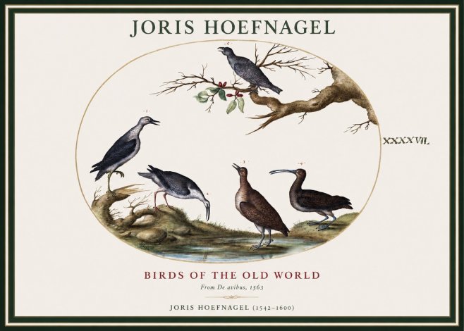 Joris Hoefnagel Birds of the Old World No1 - Affiche