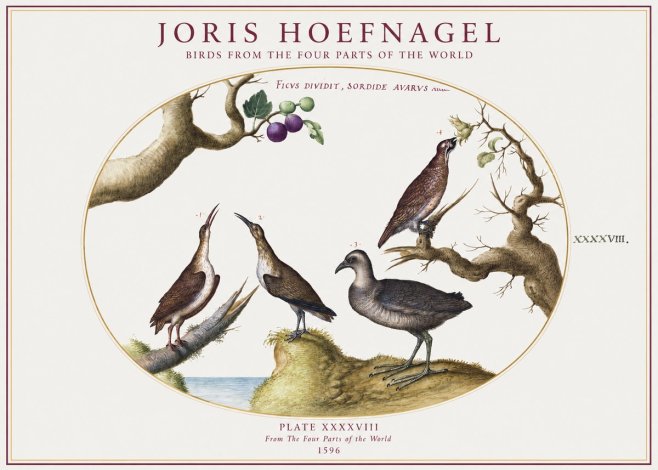 Joris Hoefnagel Birds from the Four Parts of the World No1 - Affiche