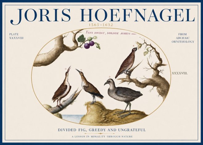 Joris Hoefnagel Birds from the Four Parts of the World No4 - Affiche
