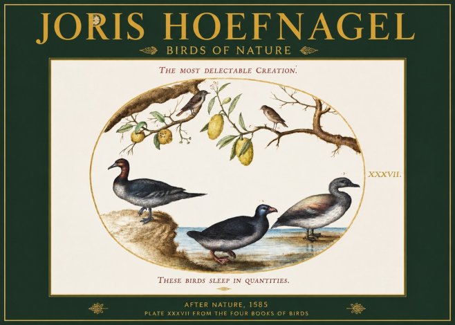 Joris Hoefnagel Plate Xxxvii from the Four Books of Birds No2 - Affiche