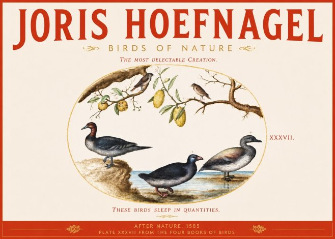 Joris Hoefnagel Plate Xxxvii from the Four Books of Birds No3 - Affiche