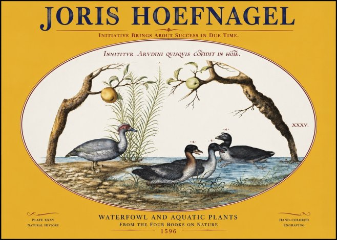 Joris Hoefnagel Waterfowl and Aquatic Plants No3 - Affiche