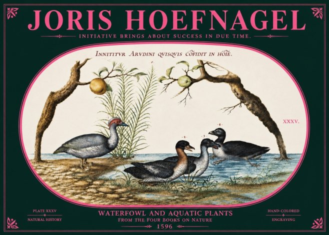 Joris Hoefnagel Waterfowl and Aquatic Plants No6 - Affiche