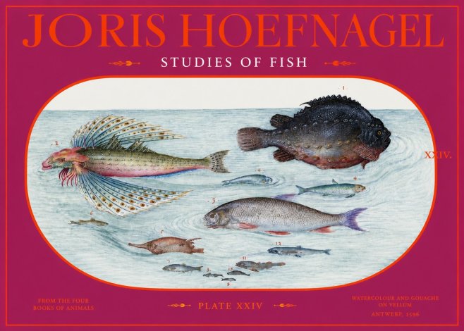 Joris Hoefnagel Studies of Fish II No2 - Affiche