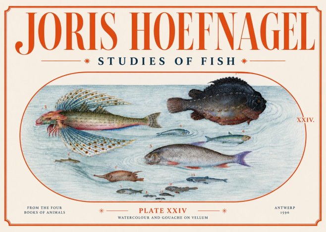 Joris Hoefnagel Studies of Fish II No4 - Affiche