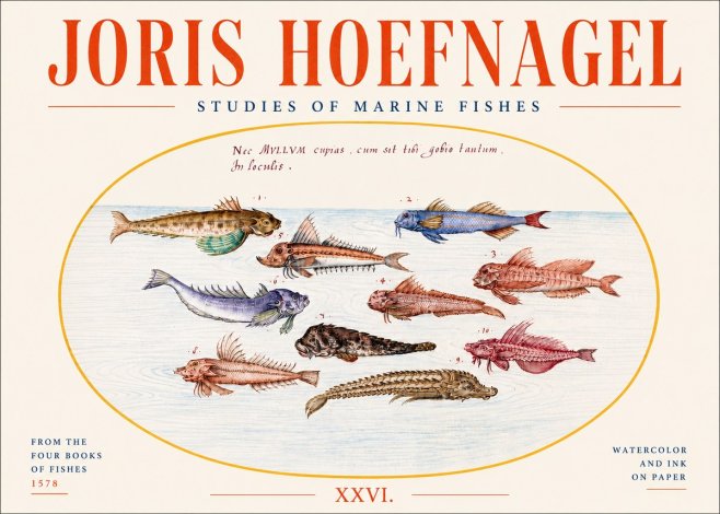 Joris Hoefnagel Studies of Marine Fishes No4 - Affiche