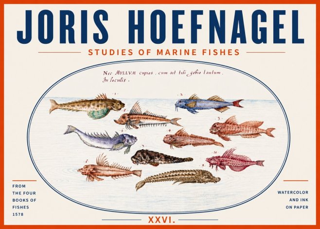 Joris Hoefnagel Studies of Marine Fishes No5 - Affiche