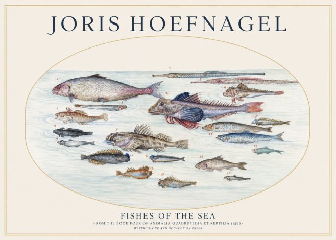 Joris Hoefnagel Fishes of the Sea III No1 - Affiche