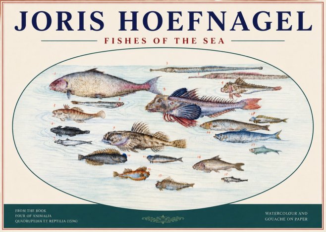 Joris Hoefnagel Fishes of the Sea III No4 - Affiche