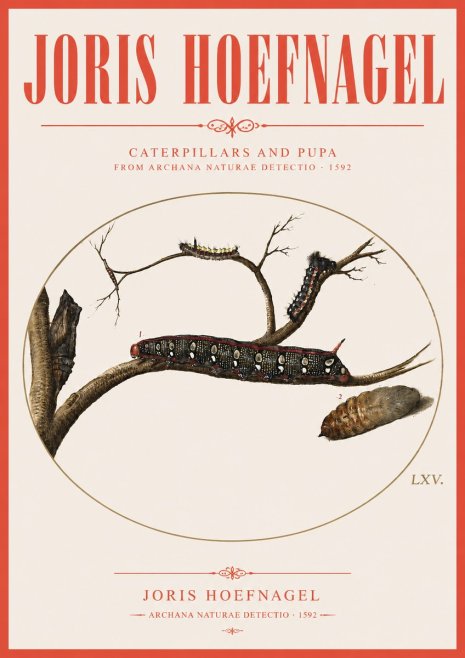 Joris Hoefnagel Caterpillars and Pupa No3 - Affiche