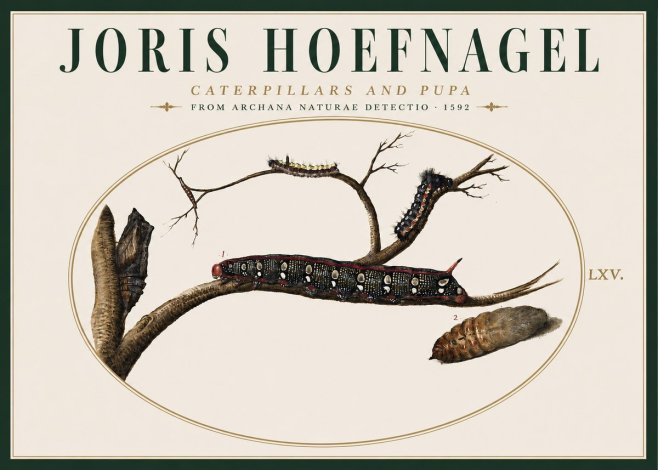 Joris Hoefnagel Caterpillars and Pupa No4 - Affiche