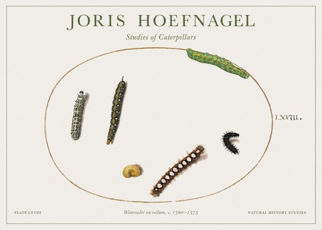 Joris Hoefnagel Studies of Caterpillars No1 - Affiche