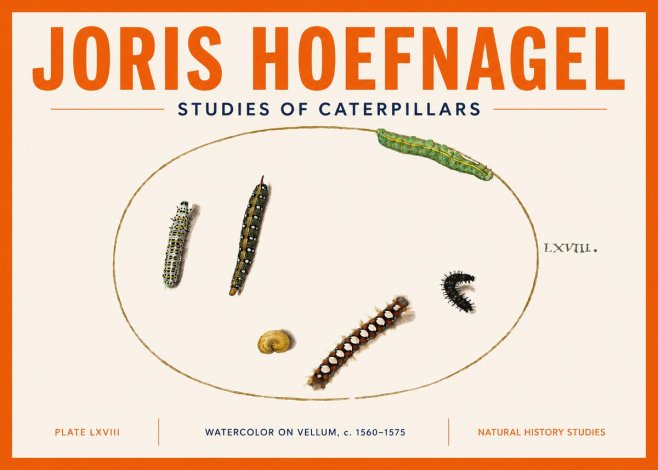 Joris Hoefnagel Studies of Caterpillars No5 - Affiche