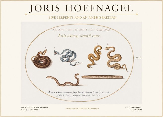 Joris Hoefnagel Five Serpents and an Amphisbaenian No1 - Affiche
