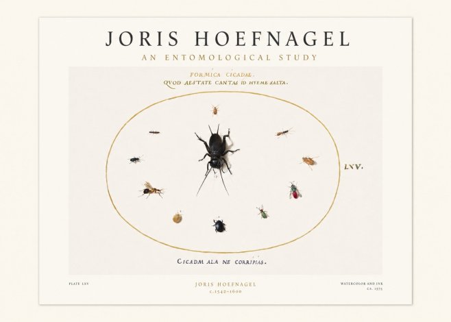 Joris Hoefnagel Formica Cicadae No1 - Affiche